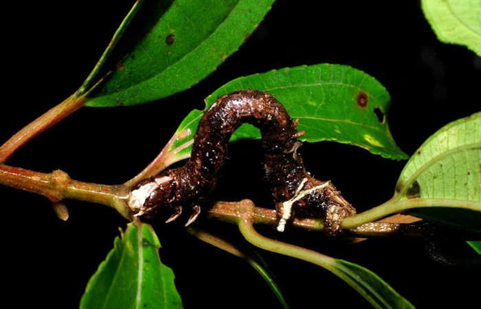 Figura 8. <i>Bonatea</i> duciataDHJ03 (Geometridae), en penúltimo estadio, posición frontal. Gongora. Voucher 07-SRNP-46430-DHJ434979.jpg.