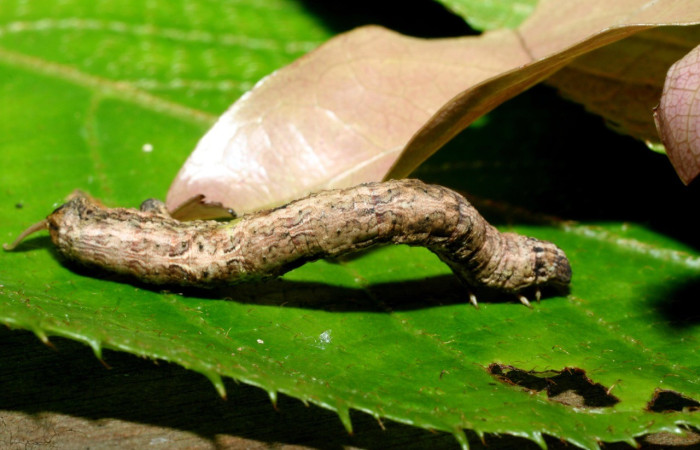 Figura 12. <i>Bonatea</i> duciataDHJ01 (Geometridae), en último estadio, posición dorsal, lateral, Sector Cacao. Voucher 09-SRNP-35538-DHJ455562.jpg.