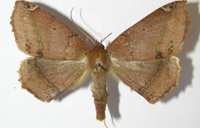 Figura 13. Adulto vista dorsal,  <i>Bonatea</i> duciataDHJ01 (Geometridae). Voucher 09-SRNP-35538-DHJ514426.jpg.