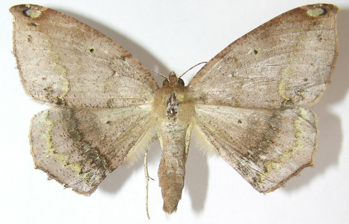 Figura 17. Adulto de <i>Bonatea</i> duciataDHJ03 (Geometridae), vista dorsal. Voucher 09-SRNP-6189-DHJ521430.jpg.  
