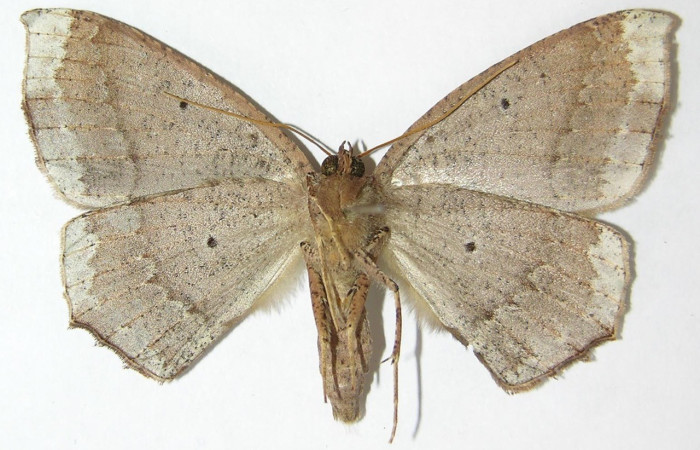 Figura 18. Adulto de <i>Bonatea</i> duciataDHJ03 (Geometridae), vista dorsal. Voucher 09-SRNP-6189-DHJ521431.jpg.