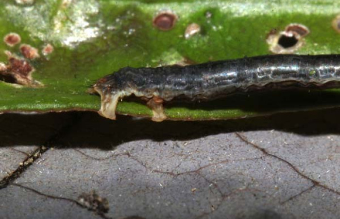 Figura 3. <i>Bonatea</i> duciataDHJ03 (Geometridae), en tercer estadio, posición trasera. Sector Pitilla. Voucher 18-SRNP-30764-DHJ744122.jpg.