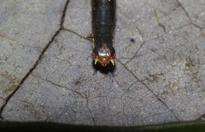 Figura 4. <i>Bonatea</i> duciataDHJ03 (Geometridae), en tercer estadio, posición frontal. Sector Pitilla. Voucher 18-SRNP-30764-DHJ744123.jpg.