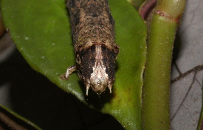 Figura 6. <i>Bonatea</i> duciataDHJ03 (Geometridae), en penúltimo estadio, posición frontal. Sector Pitilla. Voucher 18-SRNP-30764-DHJ744437.jpg,