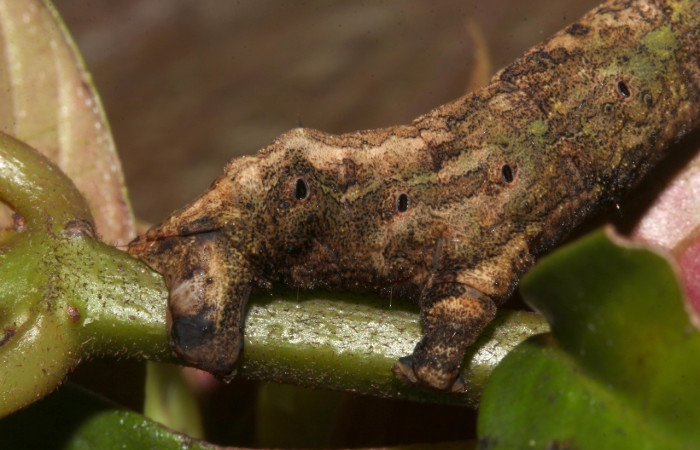 Figura 7. <i>Bonatea</i> duciataDHJ03 (Geometridae), en penúltimo estadio, posición frontal. Sector Pitilla. Voucher 18-SRNP-30764-DHJ744439.jpg.