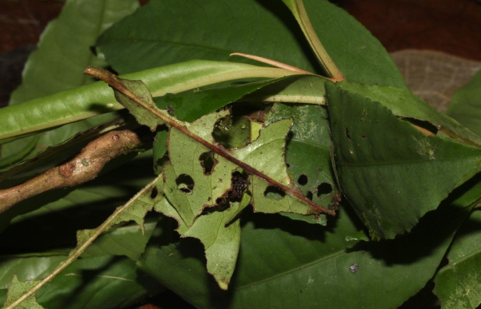 Figura 14. Casita de pupa de  <i>Bonatea</i> duciataDHJ03 (Geometridae). Sector Pitilla. Voucher 18-SRNP-30795-DHJ744470.jpg.