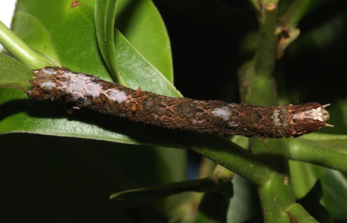 Figura 11. <i>Bonatea</i> duciataDHJ03 (Geometridae), en último estadio, posición dorsal. Sector Pitilla. 18-SRNP-31207-DHJ745162.jpg.