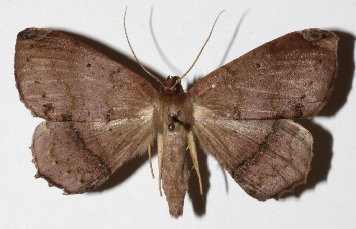 Figura 1. Adulto de <i>Bonatea</i> duciataDHJ03 (Geometridae), Vista dorsal. Voucher 18-SRNP-31207-DHJ941894.jpg. 