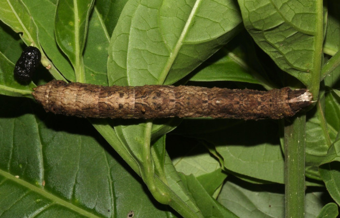 Figura 10. <i>Bonatea</i> duciataDHJ03 (Geometridae), en último estadio, posición lateral. Sector Pitilla. Voucher. 18-SRNP-31503-DHJ746618.jpg.