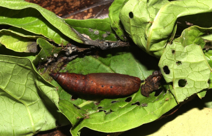 Figura 15. Casita abierta de pupa de <i>Bonatea</i> duciataDHJ03 (Geometridae). posición lateral. Sector Pitilla. Voucher 18-SRNP-31503-DHJ746702.jpg.