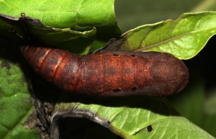 Figura 16. Pupa de <i>Bonatea</i> duciataDHJ03 (Geometridae), posición dorsal, Sector Pitilla. Voucher 18-SRNP-31503-DHJ746707.jpg.