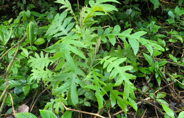 Figura 19. Planta hospedera de <i>Bonatea</i> duciataDHJ03 (Geometridae), <i>Bocconia frutescens</i> (Papaveraceae). Foto.Gloria Sihezar 25 enero 2024.  