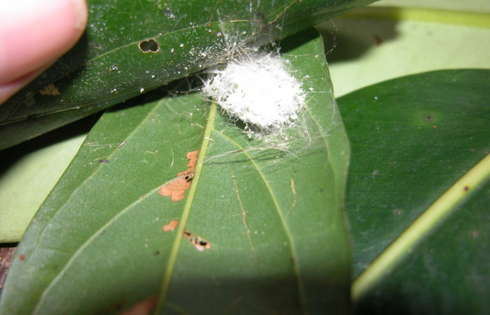 Fig. 6. Capullo de <i>Patelloa</i> xanthuraDHJ01(Tachinidae) en <i>Nesara casada</i> (Lasiocampidae) . Voucher: 03- SRNP-37043-DHJ91053.
