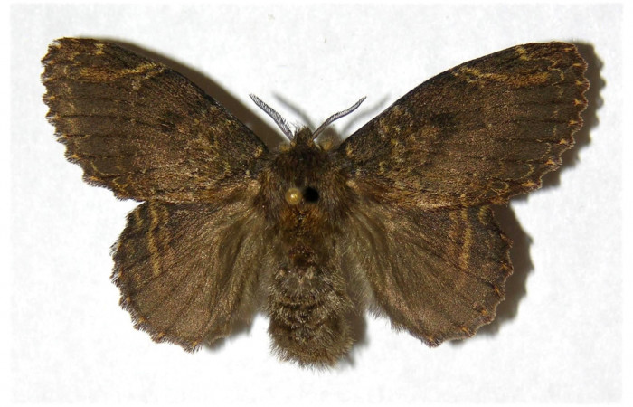 Fig.5. Larva de <i>Euglyphis jessiehillae</i> vista dorsal.Voucher: 03-SRNP-4191-DHJ319590