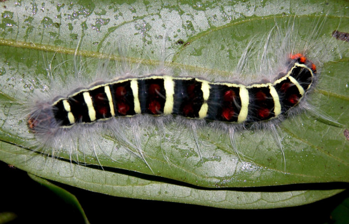 Fig.3 Larva de <i>Euglyphis jessiehillae</i>. Vista dorsal.Voucher: 03-SRNP-6188-DHJ400788.jpg