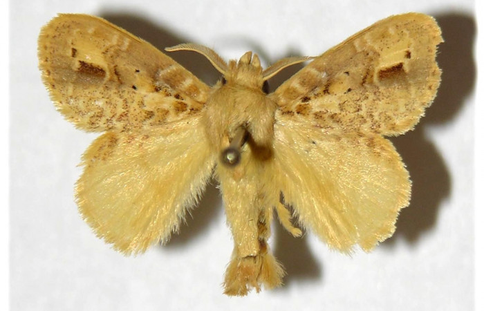 Fig. 10. Macho de <i>Nesara casada</i> (Lasiocampidae), vista dorsal. Voucher: 00-SRNP-3665-DHJ319316.