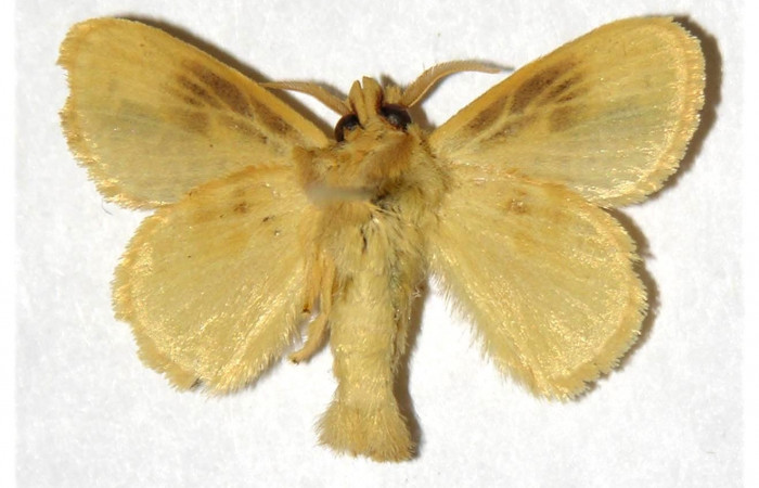 Fig. 11. Macho de <i>Nesara casada</i> (Lasiocampidae), vista dorsal. Voucher: 00-SRNP-3665-DHJ319317.