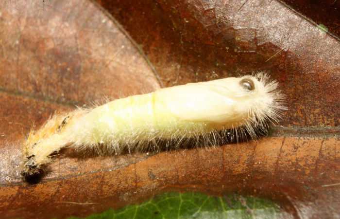 Fig. 7. Pupa de <i>Nesara casada</i> (Lasiocampidae) . Voucher: 13- SRNP-71524-DHJ703144.