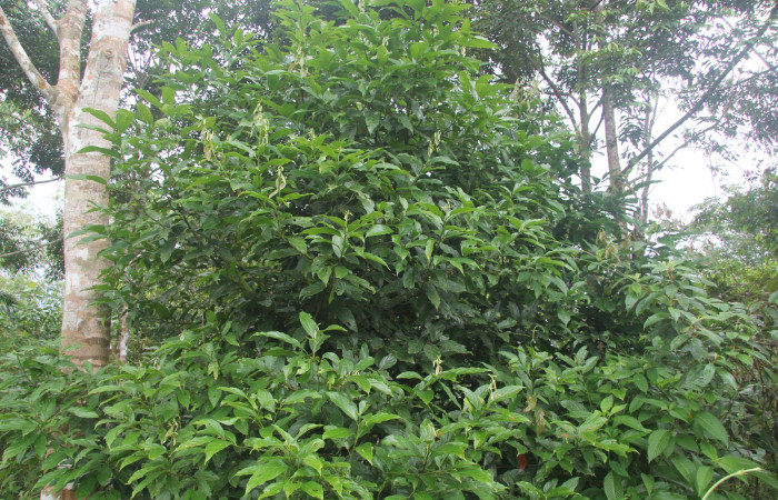 Planta hospedera de <i>Nesara casada</i> (Lasiocampidae)  <i>Nectandra hihua</i>(Lauraceae)