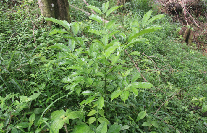 Planta hospedera de <i>Nesara casada</i> (Lasiocampidae) <i>Ocotea cernua</i>(Lauraceae)