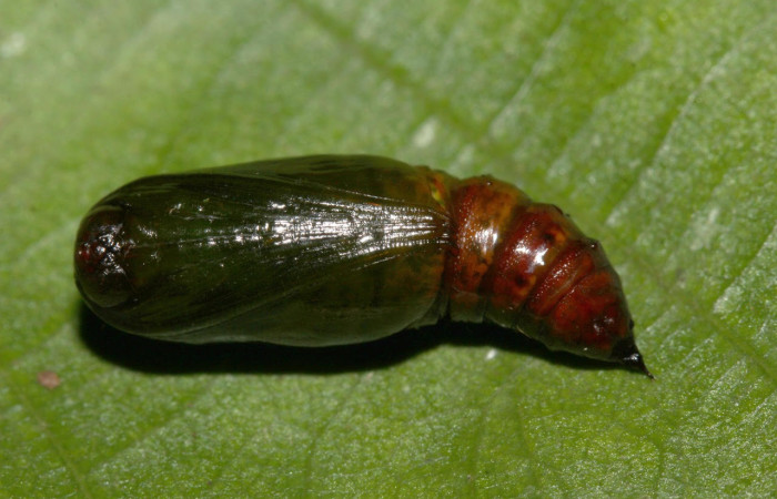 Fig.13. Pupa de <i>Glena agria</i>. Voucher :18-SRNP-31260-DHJ745937.jpg.