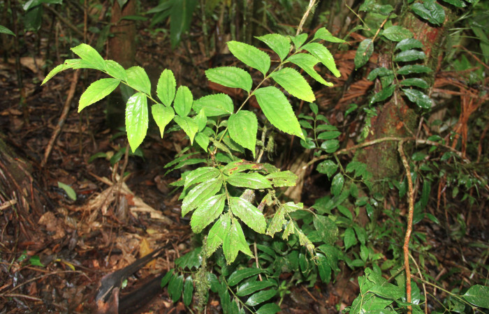 Fig.16. Planta hospedera de larva <i>Glena agria</i>. <i>Roupala glaberrima</i> (Proteaceae).
