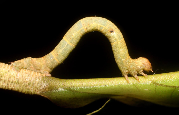 Fig.5. Larva de <i>Glena agria</i>. Voucher : 18-SRNP-1054-DHJ704975.jpg.