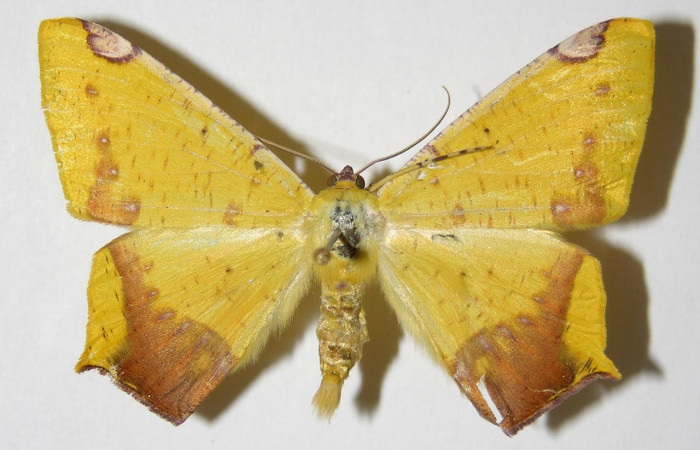 Figura 7. Adulto de <i>Nepheloleuca politia</i> (Geometridae), macho vista dorsal, localidad Camino Rio Francia, Sector Rincón Rain Forest ACG (410m). Voucher: 01-SRNP-5912-DHJ325796.jpg.