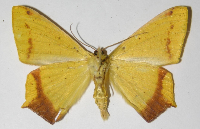 Figura 8. Adulto de <i>Nepheloleuca politia</i> (Geometridae), macho vista ventral, localidad Camino Rio Francia, Sector Rincón Rain Forest ACG (410m). Voucher: 01-SRNP-5912-DHJ325797.jpg.