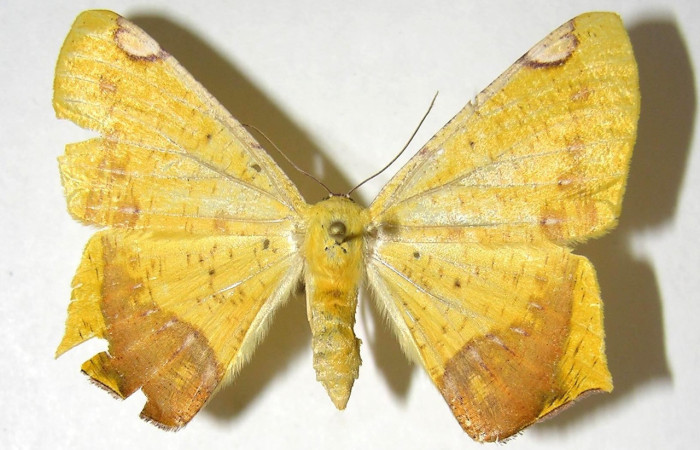 Figura 1. Adulto de <i>Nepheloleuca politia</i> (Geometridae), vista dorsal, localidad Area Administrativa, Sector Santa Rosa ACG (295m). Voucher: 06-SRNP-98002-DHJ358072.jpg.