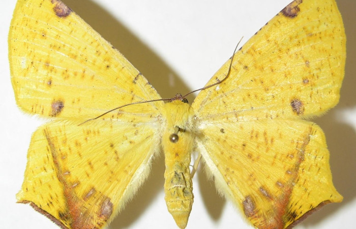 Figura 15. Adulto de <i>Nepheloleuca illiturata</i> (Geometridae), vista dorsal, localidad Luces, Sector Santa Rosa ACG (300m). Voucher: 08-SRNP-12859-DHJ505646.jpg.