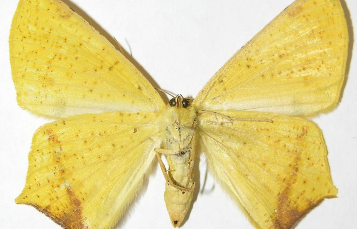 Figura 16. Adulto de <i>Nepheloleuca illiturata</i> (Geometridae), vista ventral, localidad Luces, Sector Santa Rosa ACG (300m). Voucher: 08-SRNP-12859-DHJ505647.jpg.