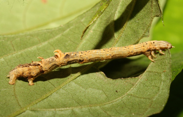 Figura 4. Larva <i>Nepheloleuca politia</i> (Geometridae), último estadío (U) vista dorsal, localidad Medrano Estación Biológica Quica, Sector Pitilla ACG (380m). Voucher: 13-SRNP-71535-DHJ703168.jpg.