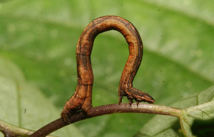 Figura 11. Larva <i>Nepheloleuca illiturata</i> (Geometridae), último estadío (U) vista lateral, localidad Medrano Estación Biológica Quica, Sector Pitilla ACG (380m). Voucher: 14-SRNP-70374-DHJ722030.jpg.