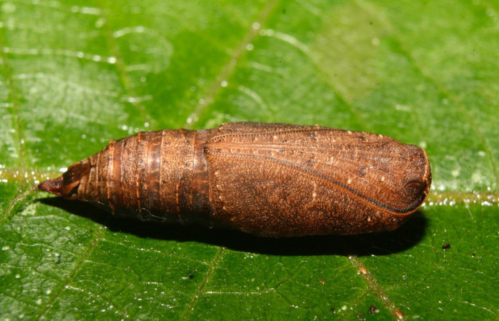 Figura 12. Pupa de <i>Nepheloleuca illiturata</i> (Geometridae), vista dorsal, localidad Medrano Estación Biológica Quica, Sector Pitilla ACG (380m). Voucher: 14-SRNP-70374-DHJ722294.jpg.