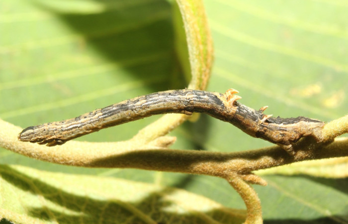 Figura 3. Larva <i>Nepheloleuca politia</i> (Geometridae), penúltimo estadío (PU) vista lateral, localidad Pasmompa, Sector Pitilla ACG (440m). Voucher: 17-SRNP-71309-DHJ737857.jpg.