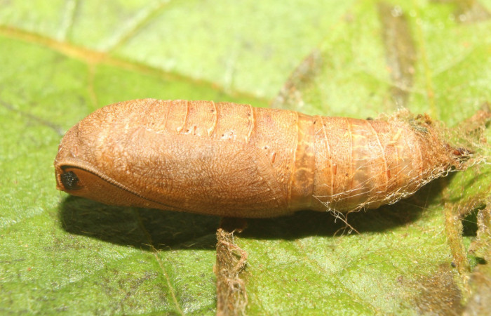 Figura 5. Pupa de <i>Nepheloleuca politia</i> (Geometridae), vista lateral, localidad Pasmompa, Sector Pitilla ACG (440m). Voucher: 17-SRNP-71309-DHJ737862.jpg.