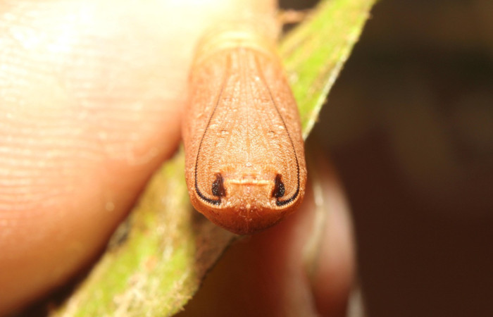 Figura 6. Pupa de <i>Nepheloleuca politia</i> (Geometridae), vista frontal, localidad Pasmompa, Sector Pitilla ACG (440m). Voucher: 17-SRNP-71309-DHJ737866.jpg.