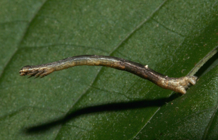 Figura 2. Larva <i>Nepheloleuca politia</i> (Geometridae), tercer estadío (PPU) vista lateral, localidad Casa Roberto, Sector Pitilla ACG (520m). Voucher: 19-SRNP-30144-DHJ748859.jpg.