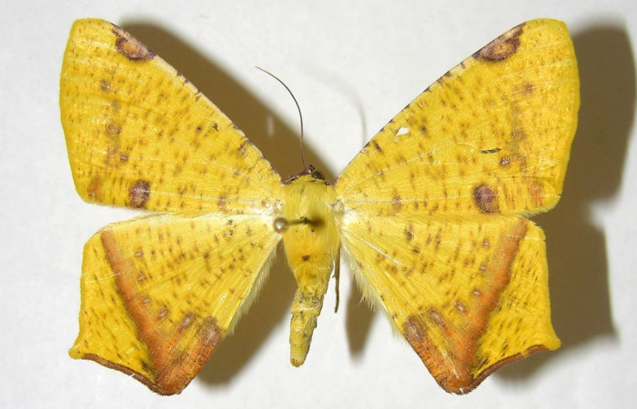 Figura 13. Adulto de <i>Nepheloleuca illiturata</i> (Geometridae), vista dorsal, localidad Bosque San Emilio, Sector Santa Rosa ACG (300m). Voucher: 92-SRNP-5925-DHJ357266.jpg.
