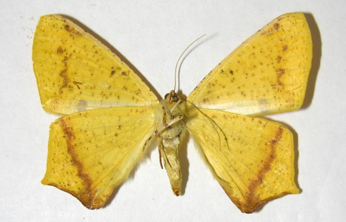 Figura 14. Adulto de <i>Nepheloleuca illiturata</i> (Geometridae), vista ventral, localidad Bosque San Emilio, Sector Santa Rosa ACG (300m). Voucher: 92-SRNP-5925-DHJ357267.jpg.