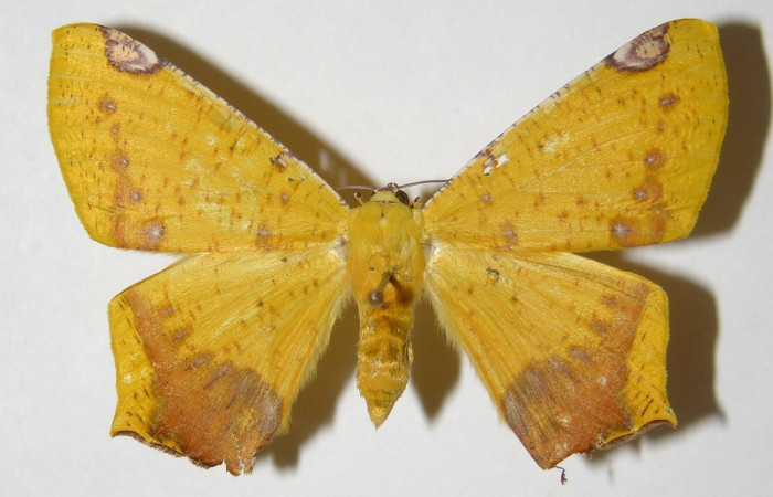 Figura 9. Adulto de <i>Nepheloleuca politia</i> (Geometridae), hembra vista dorsal, localidad Bosque Húmedo, Sector Santa Rosa ACG (290m). Voucher: 98-SRNP-12793-DHJ325806.jpg.