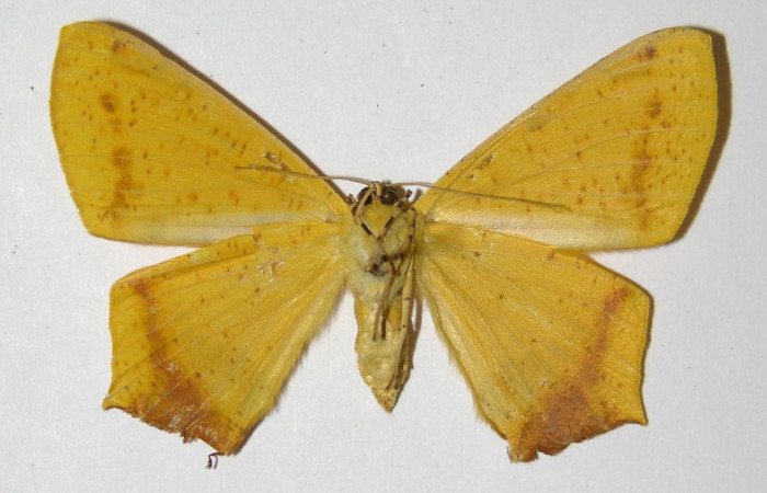 Figura 10. Adulto de <i>Nepheloleuca politia</i> (Geometridae), hembra vista ventral, localidad Bosque Húmedo, Sector Santa Rosa ACG (290m). Voucher: 98-SRNP-12793-DHJ325807.jpg.