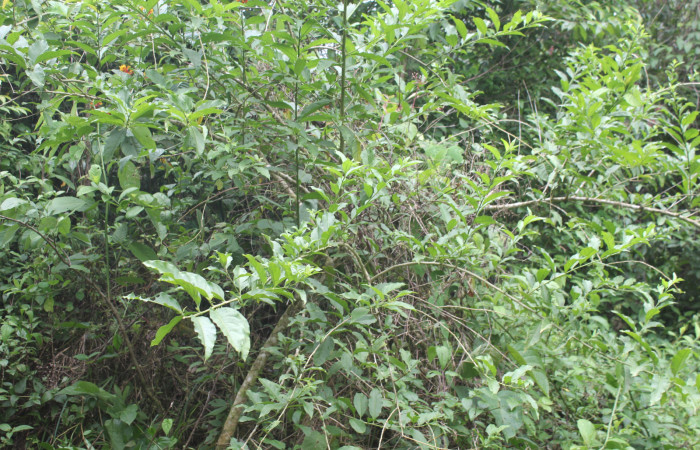 Figura 17. Planta hospedera de <i>Nepheloleuca politia</i> (Geometridae), esta planta se llama <i>Cestrum microcalyx</i> (Solanaceae), localidad Medrano Estación Biológica Quica, Sector Pitilla ACG (380m), foto: Ricardo Calero 24 Julio 2019.