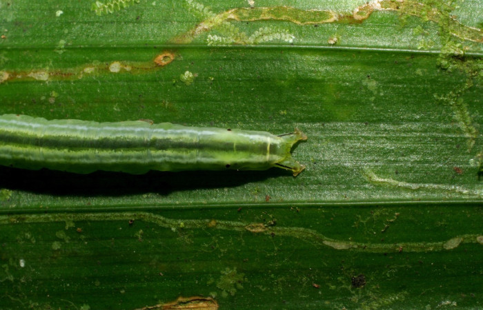   Fig.2  Larva <i>Rejectaria ritaashleyae</i>  último estadio , mostrando carácter de la familia Erebidae , último segmento bifurcado  o forma de Y. Voucher: 