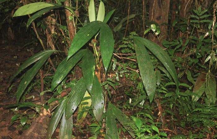 Fig.3 Planta épifita,  <i>Asplundia microphylla</i> Cyclantaceae, Estación Pitilla, Enero 2024, Foto Manuel Rios.