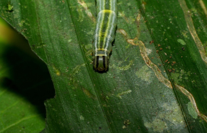   Fig.5  Larva  <i>Rejectaria ritaashleyae</i> cabeza  frontal. Voucher: 06-SRNP-34667-DHJ425422.jpg