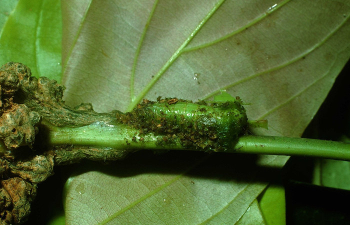 Fig.7 Pupa <i> Rejectaria ritaashleyae</i>  lateral Voucher: 03-SRNP-37132-DHJ80239.jpg.