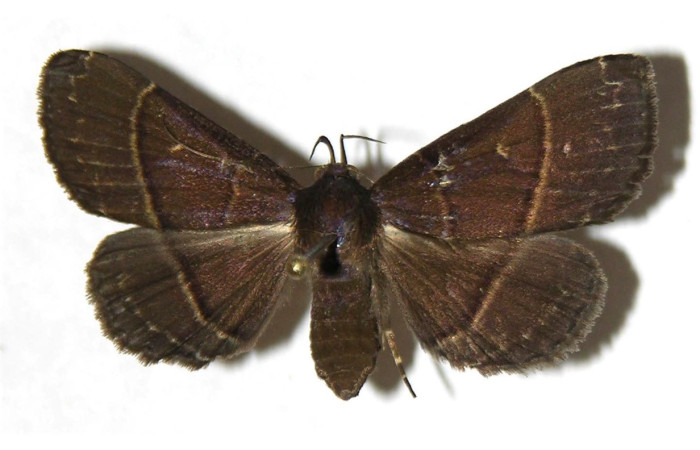 Fig.8  Adulto <i> Rejectaria ritaashleyae</i>  dorsal. Voucher: 04-SRNP-42008-DHJ317636.jpg