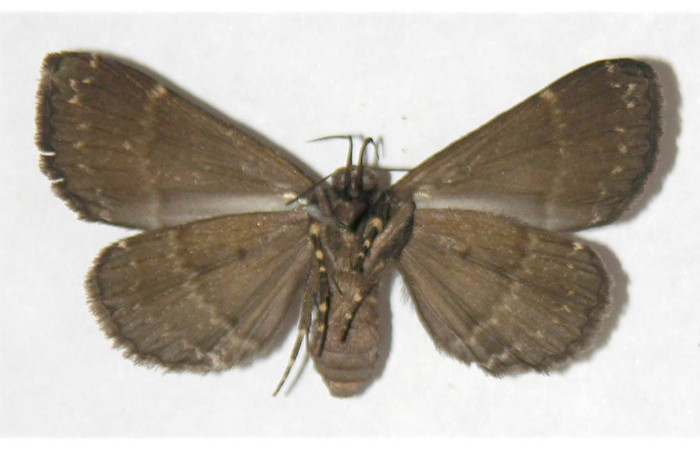 Fig.9  Adulto <i> Rejectaria ritaashleyae</i>  ventral. Voucher: 04-SRNP-42008-DHJ317637.jpg